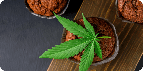 Pharmazeutin füllt Cannabisextrakt ab