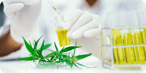 Pharmazeutin füllt Cannabisextrakt ab