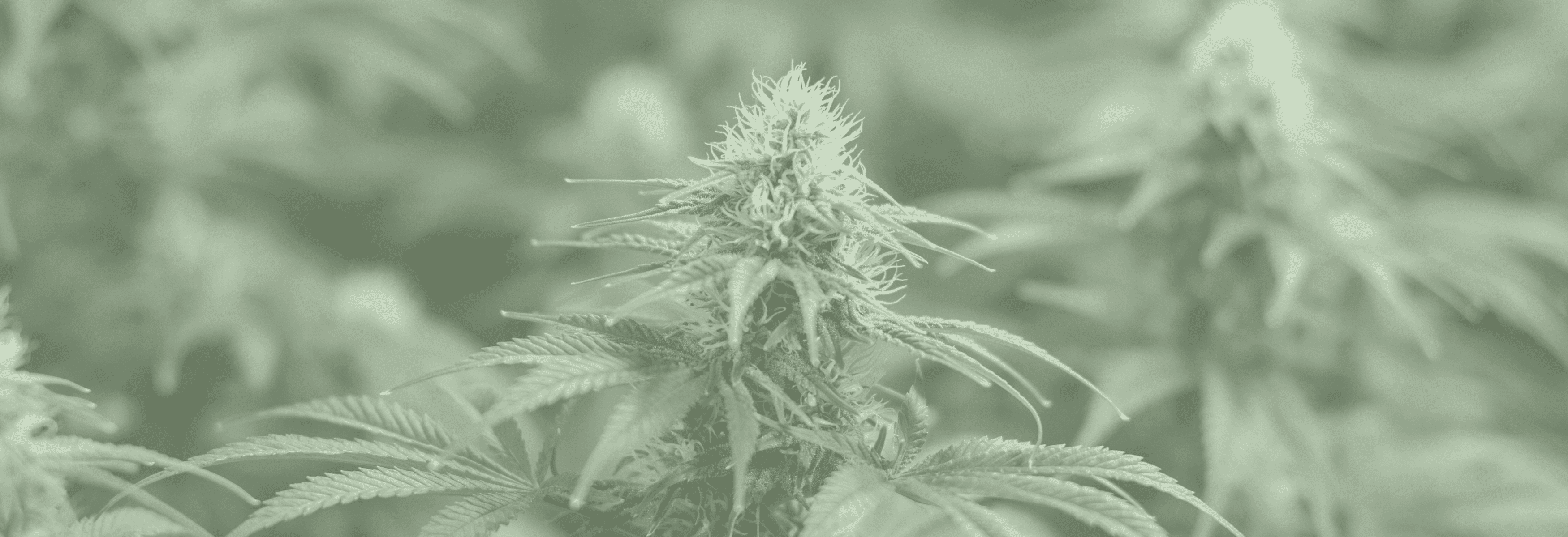 Cannbispflanzen Feld