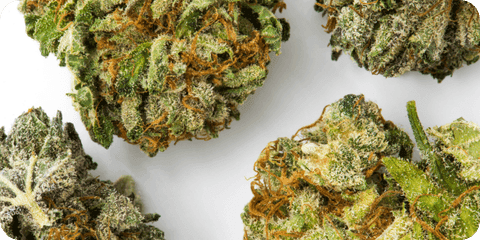 Mehrere Cannabisblüten auf weißem Grund