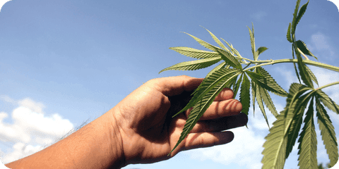 Blauer Himmel und eine Hand die ein Cannabisblätt berührt